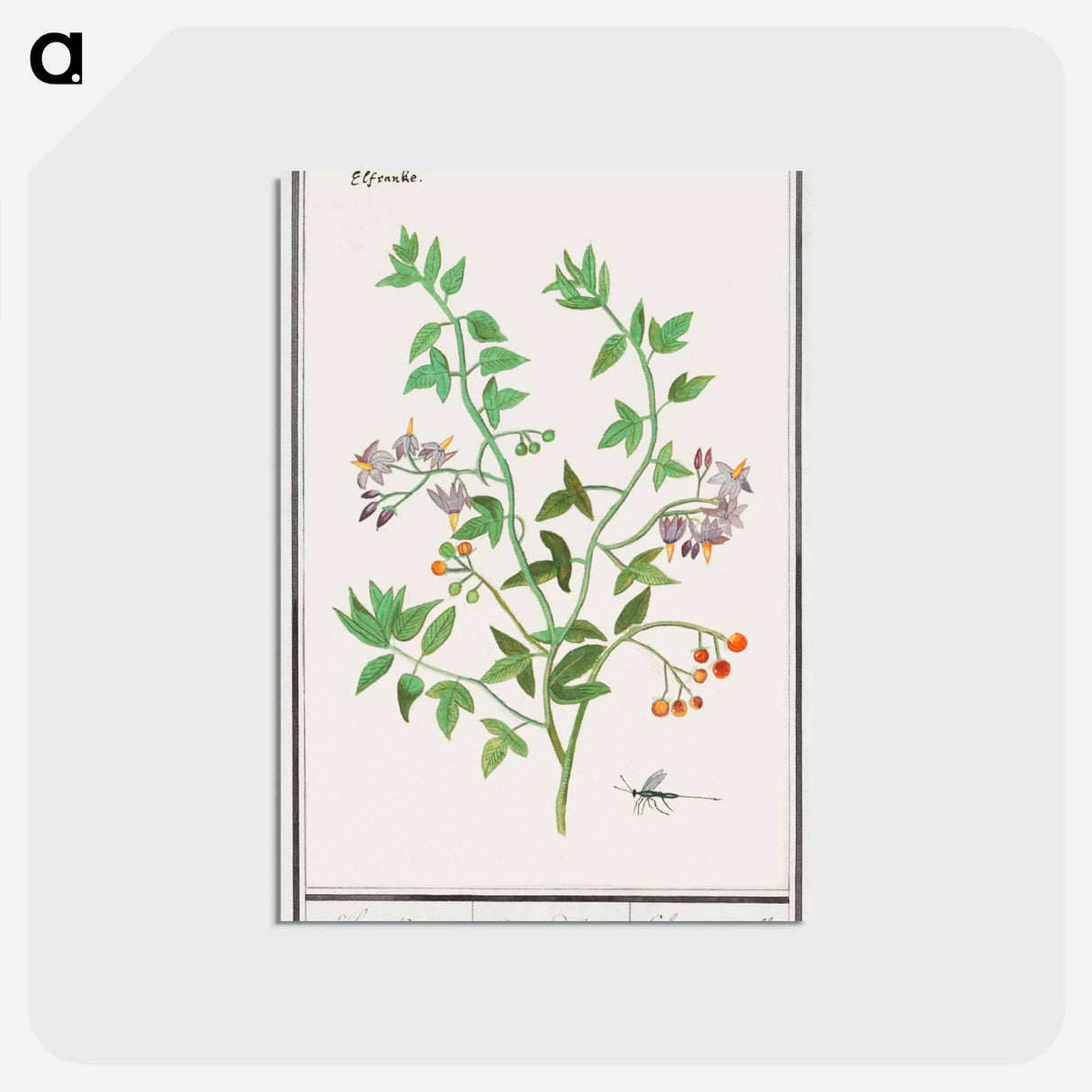 アートポストカード-Bittersweet, Solanum dulcamara - アンセルムス ボエティウス デ ブート Postcard.