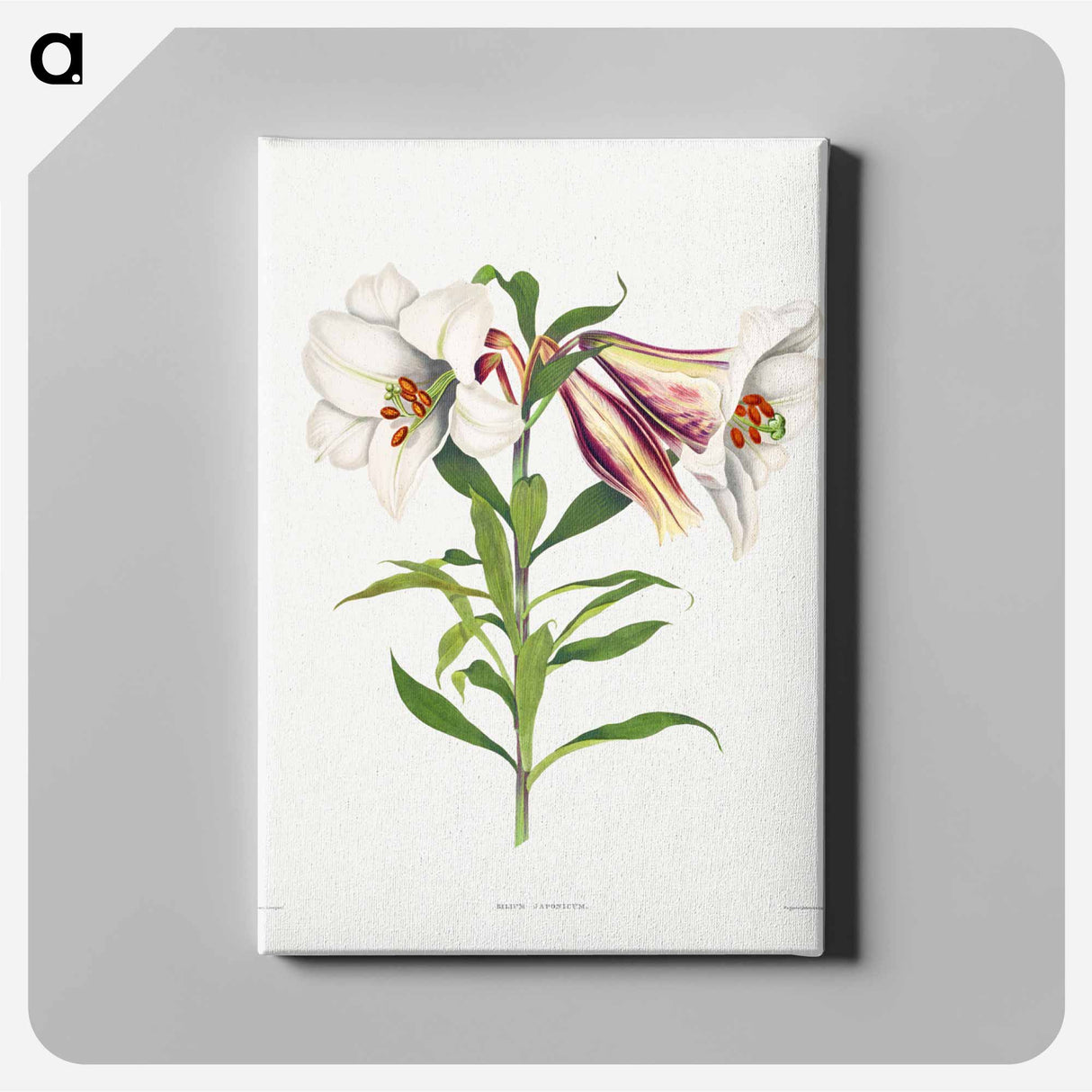 アートパネル-Japanese Lily
- クリーブランド美術館 Canvas.