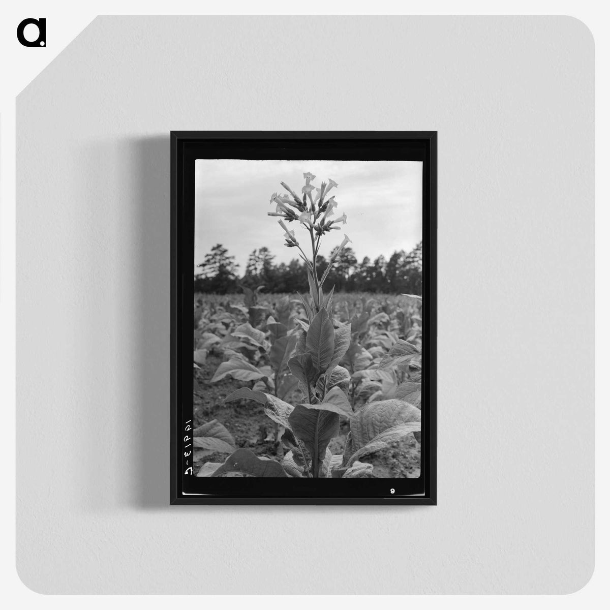 2-84_Dorothea-Lange_blk-crop
