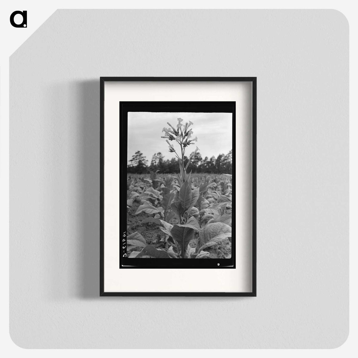 2-84_Dorothea-Lange_blk