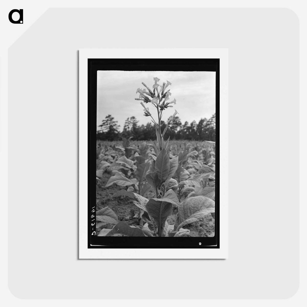 2-84_Dorothea-Lange_hagaki