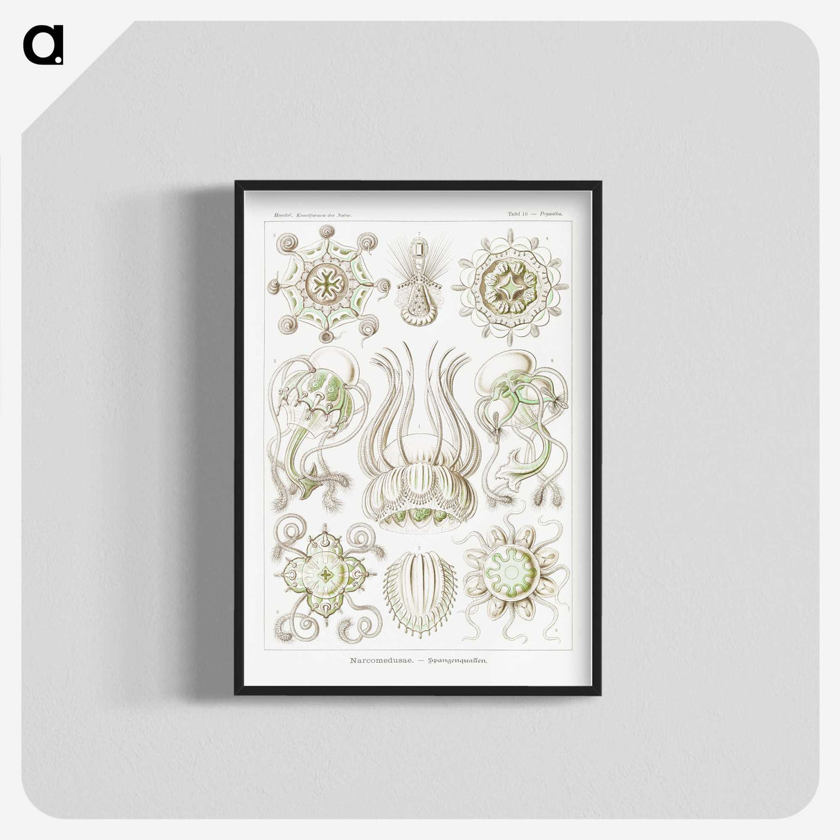 2-84_Ernst-Haeckel_blk-crop