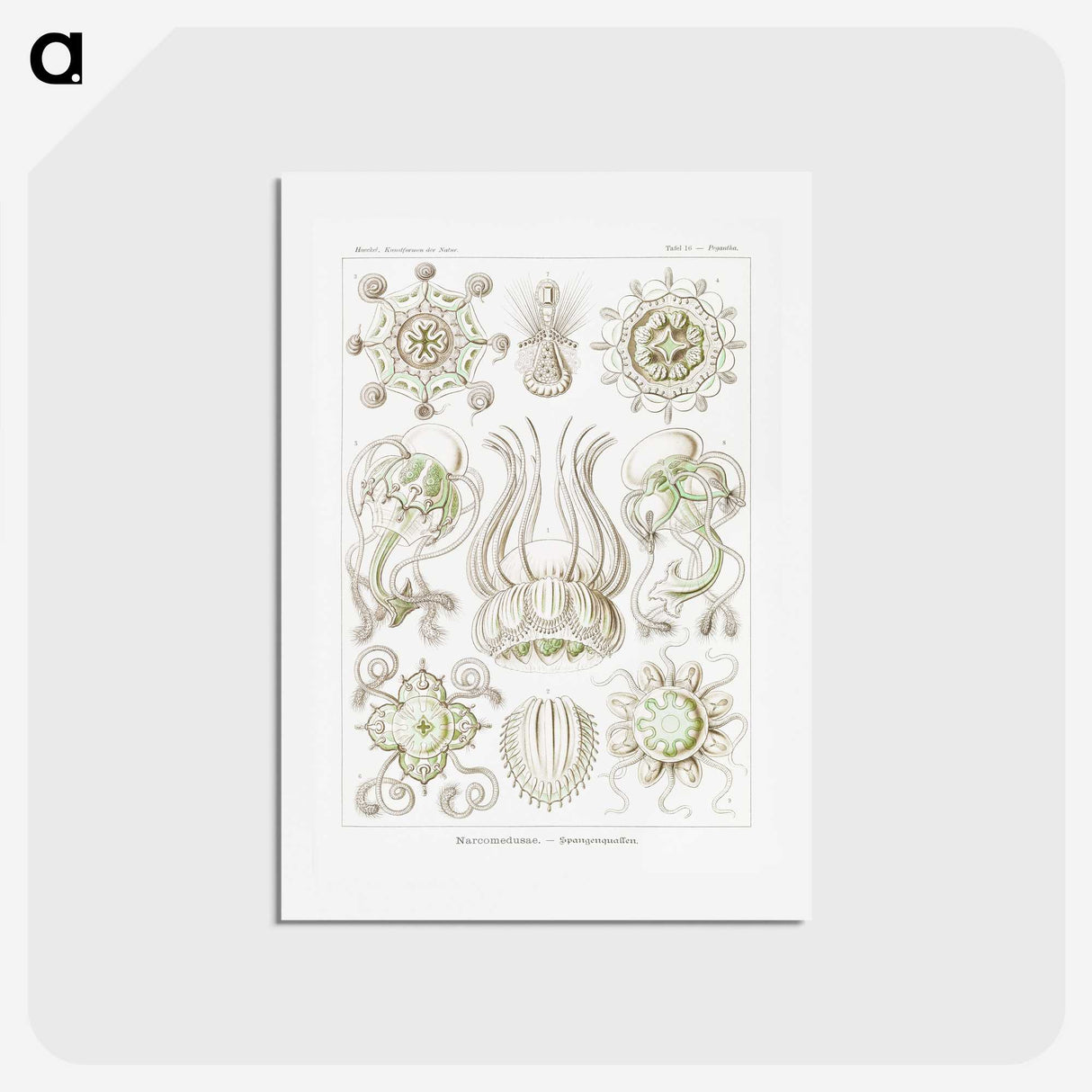 2-84_Ernst-Haeckel_hagaki