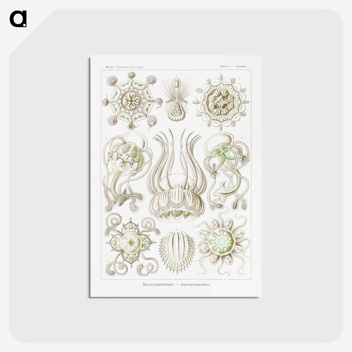 2-84_Ernst-Haeckel_postcard