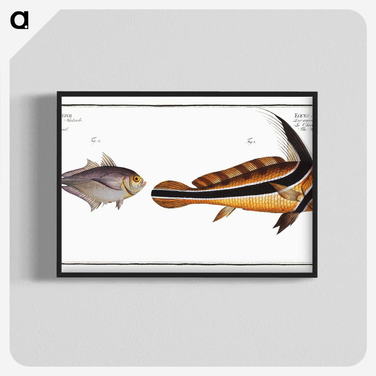 2-84_Ichtyologie-ou-Histoire-naturelle_blk-crop