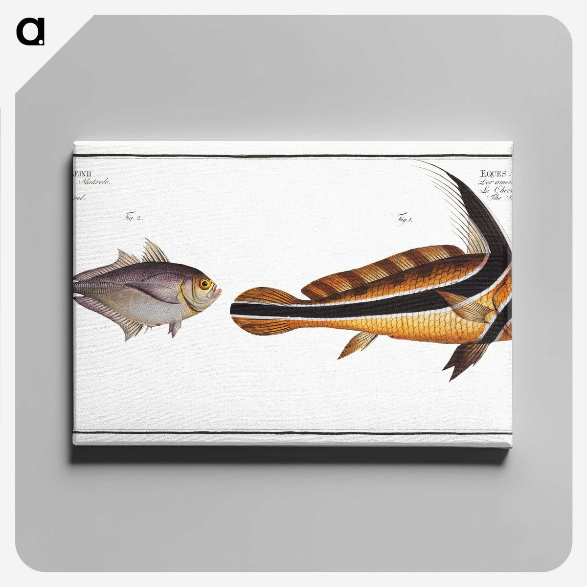 2-84_Ichtyologie-ou-Histoire-naturelle_canvas