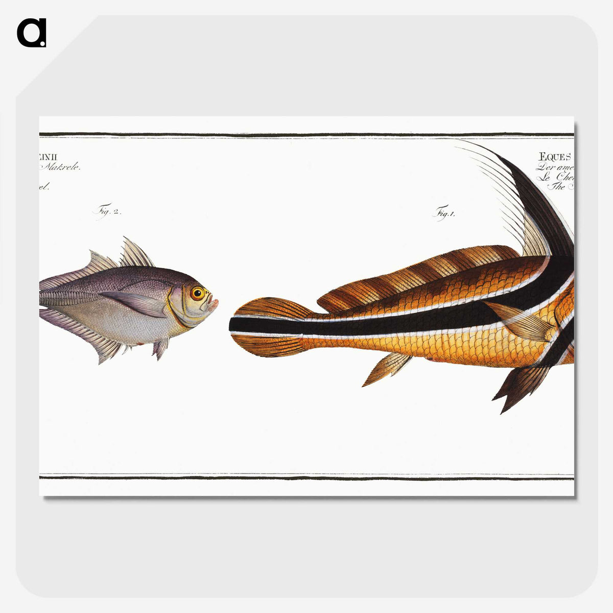 2-84_Ichtyologie-ou-Histoire-naturelle_picture-crop