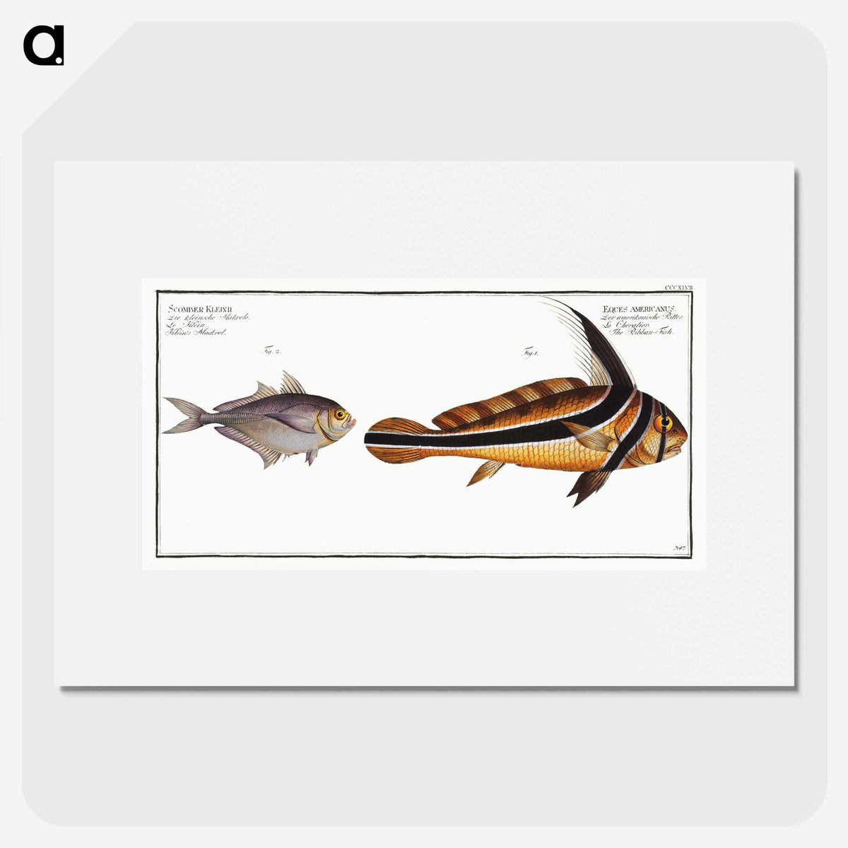 2-84_Ichtyologie-ou-Histoire-naturelle_picture
