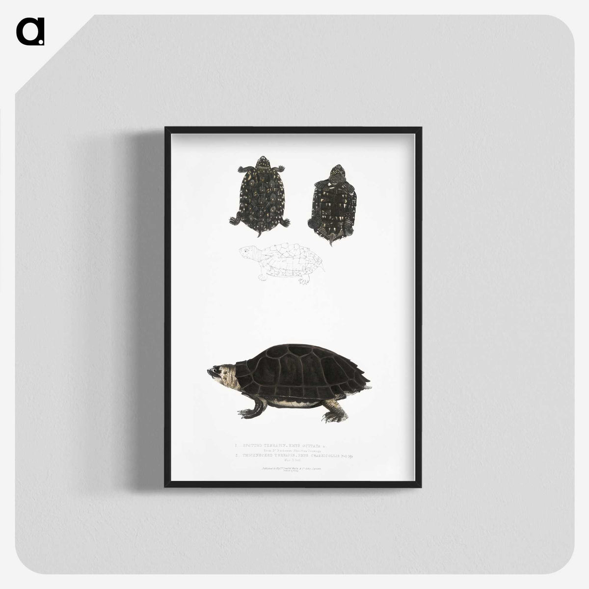 2-84_Indian-Zoology_blk-crop