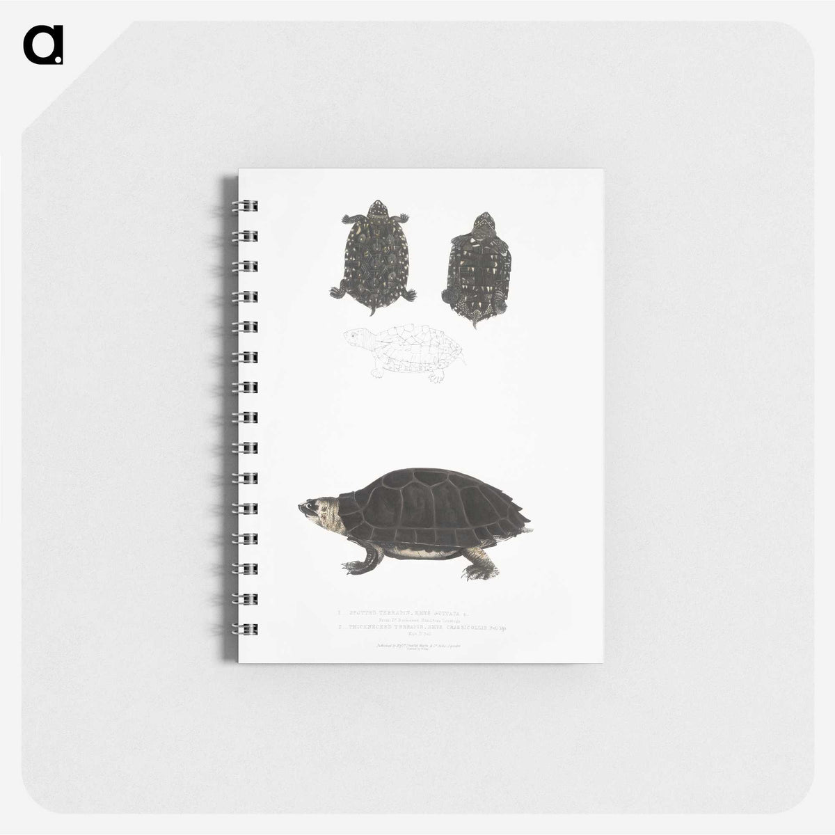 2-84_Indian-Zoology_memo