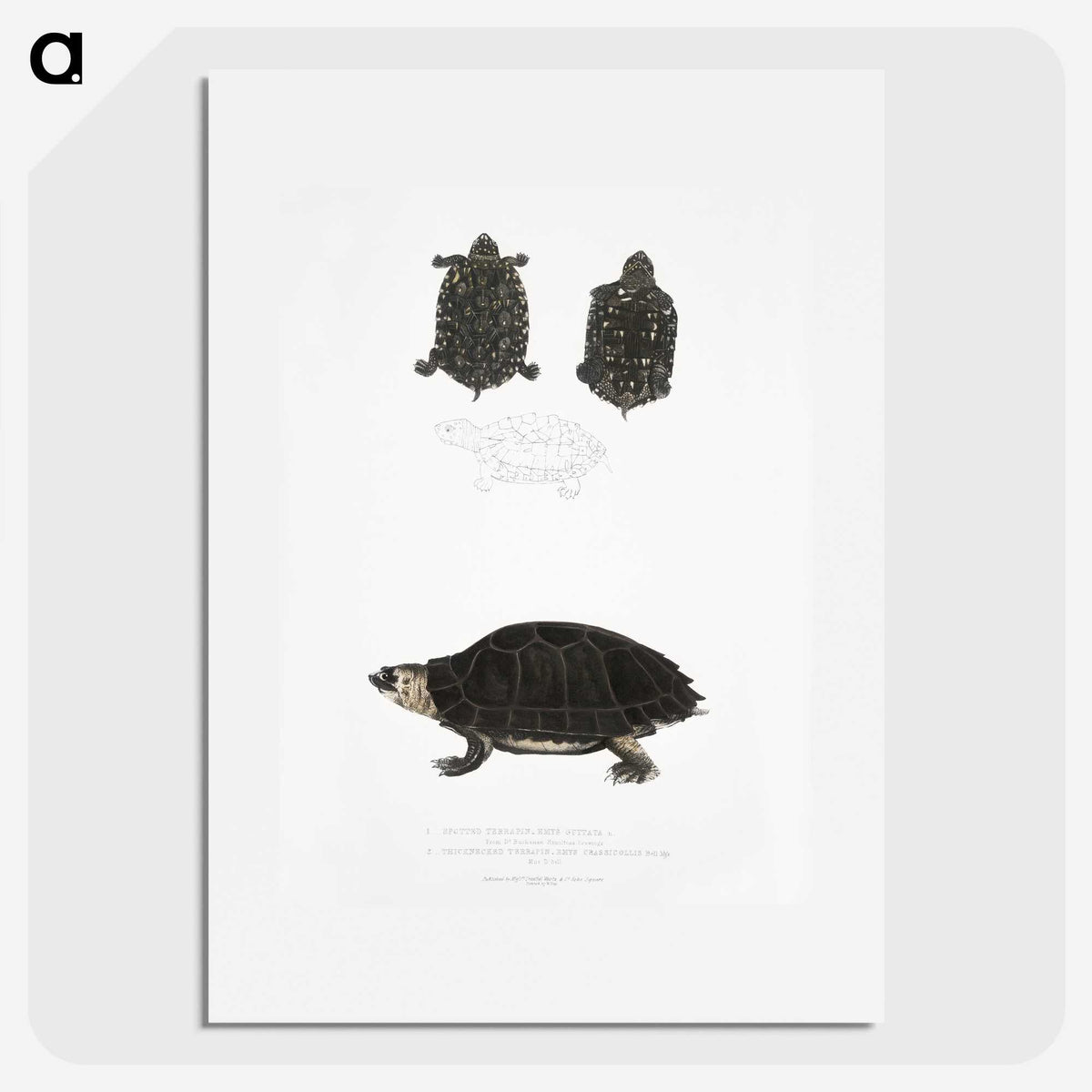 2-84_Indian-Zoology_picture
