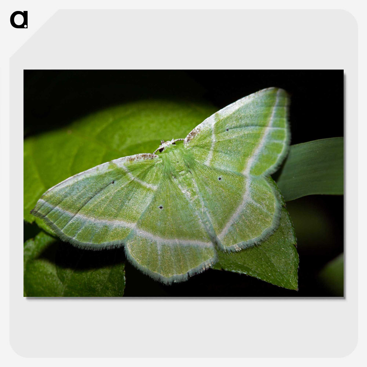 2-84_Insects-Unlocked-Project_picture-crop