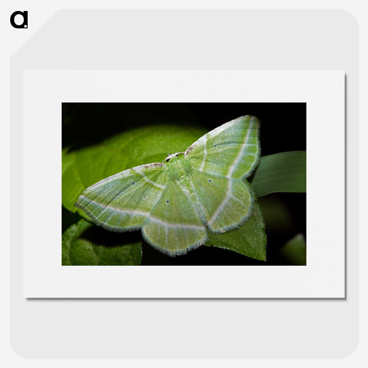 2-84_Insects-Unlocked-Project_picture