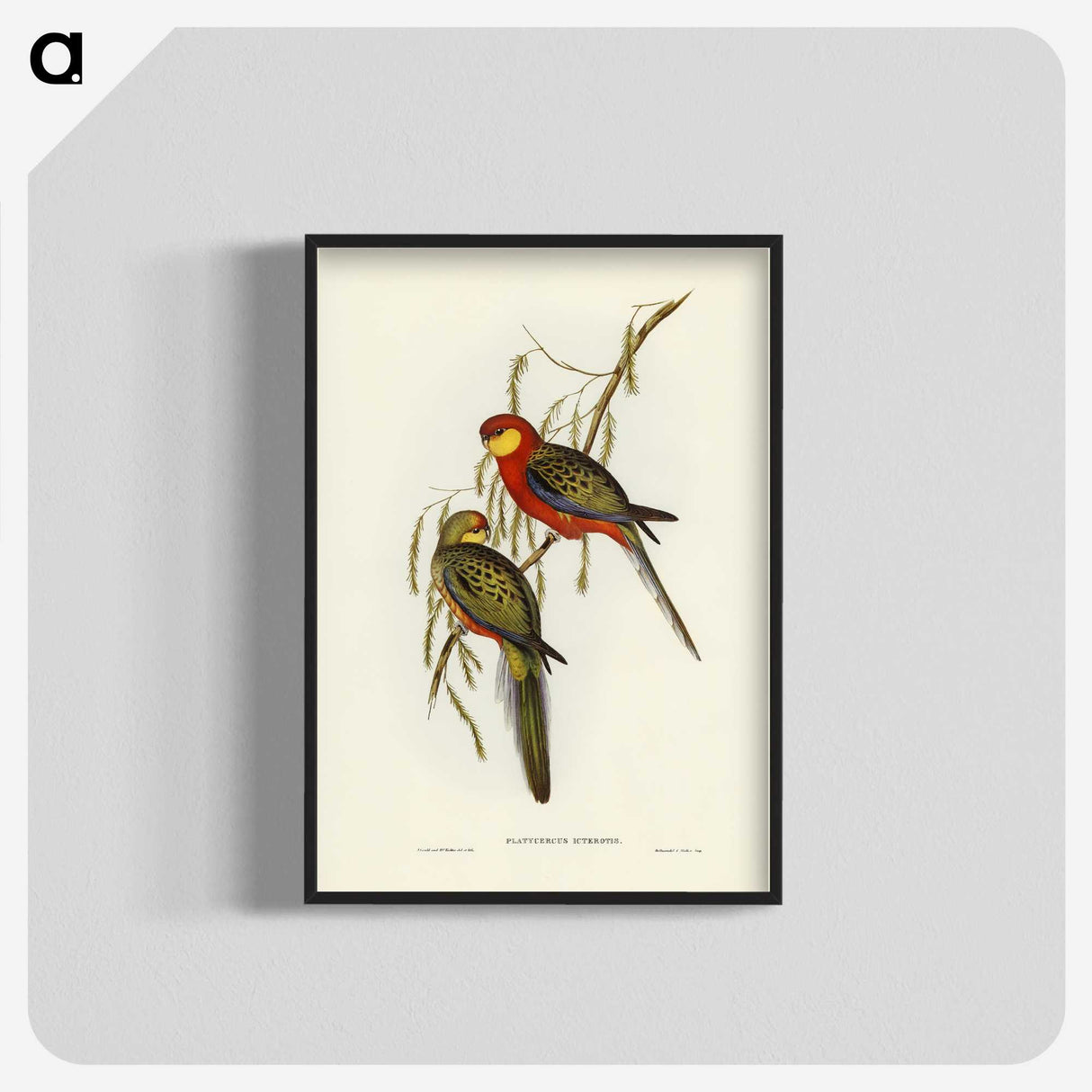 2-84_John-Gould_blk-crop