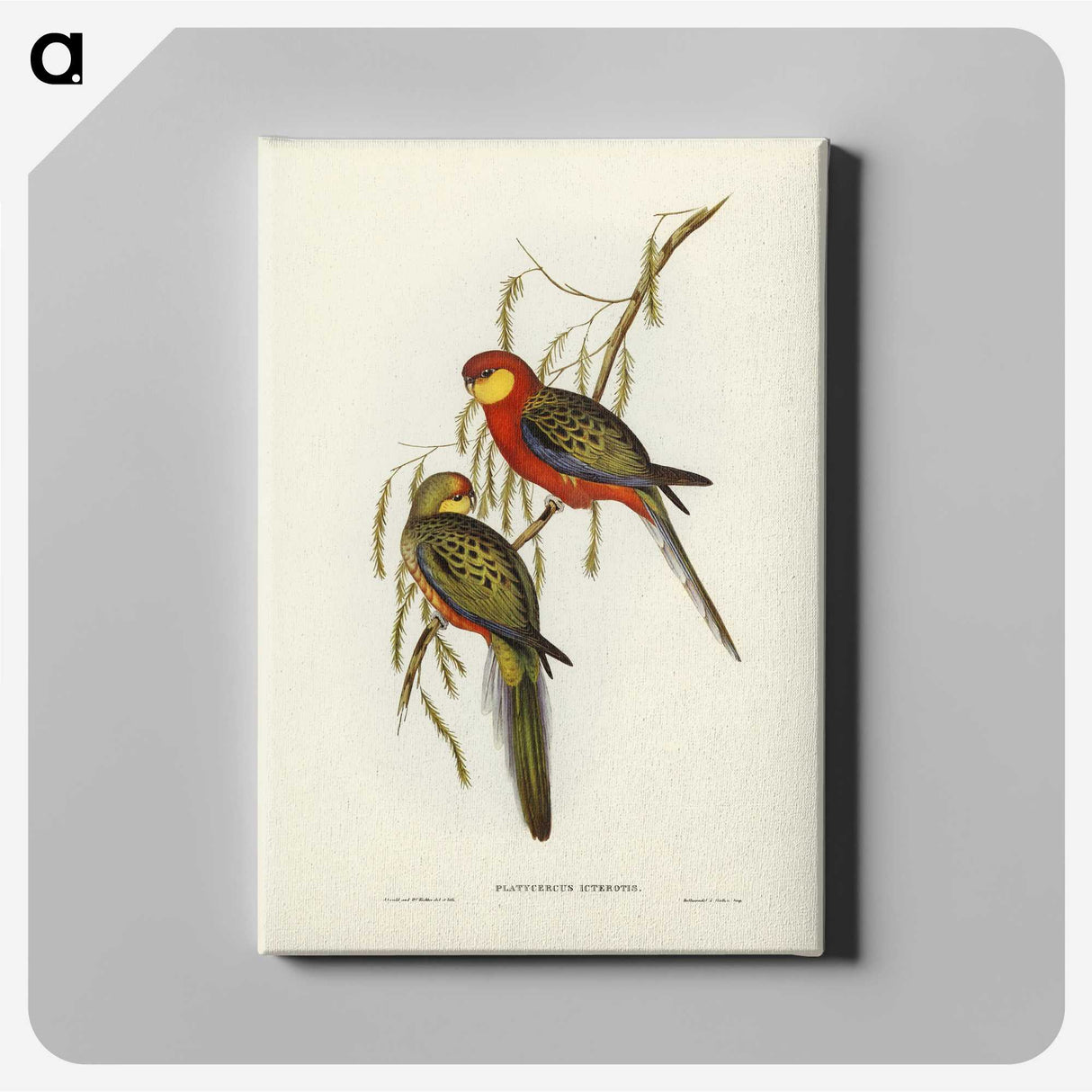 2-84_John-Gould_canvas