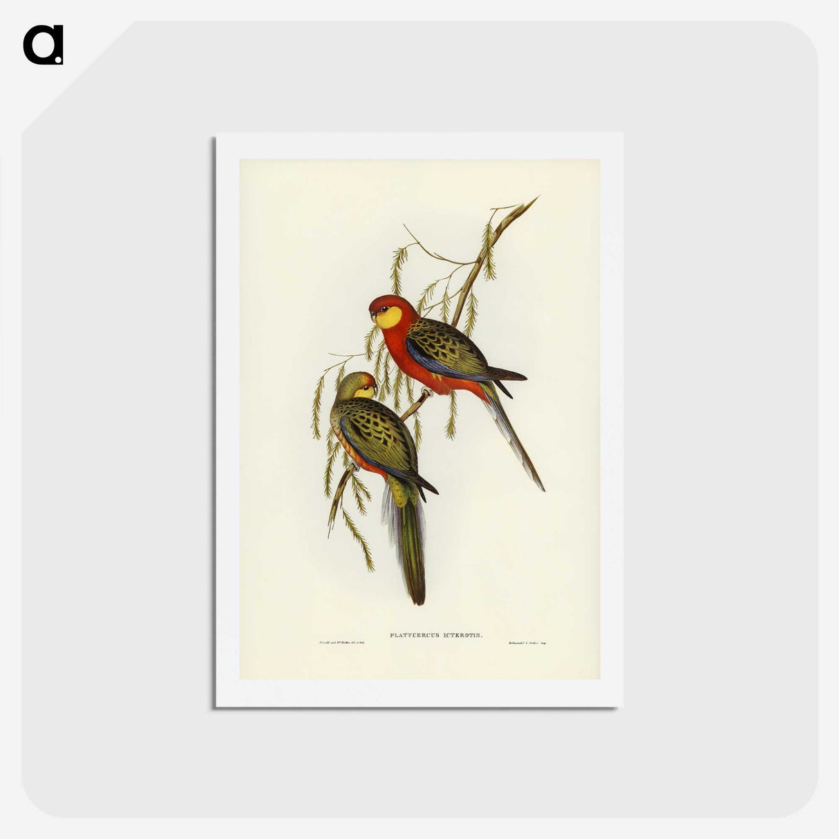 2-84_John-Gould_hagaki