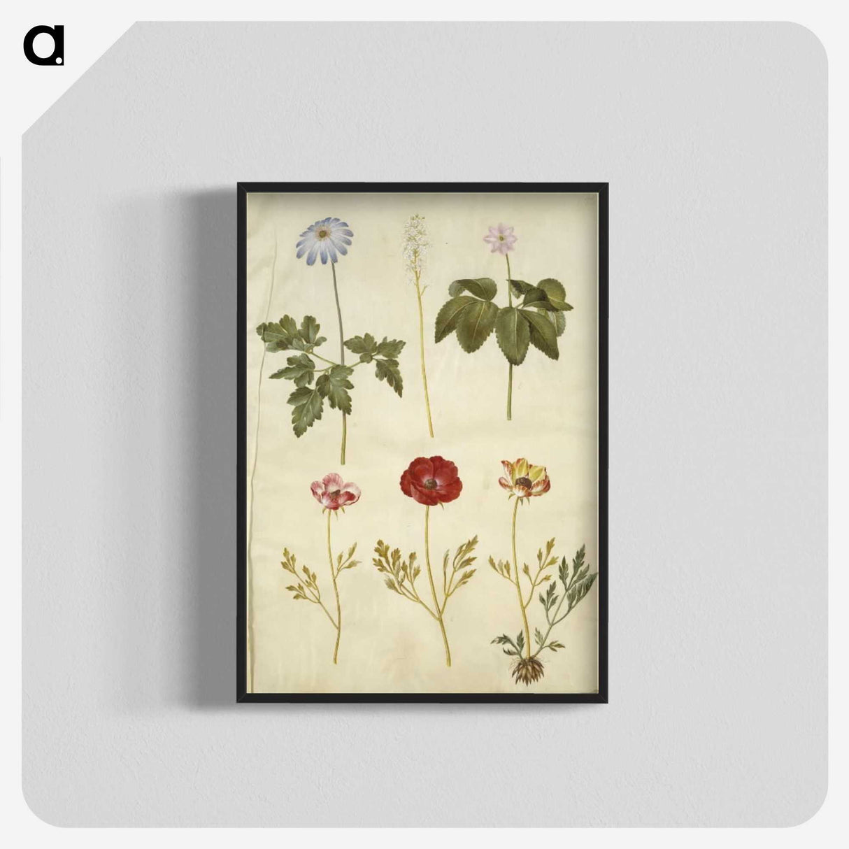 2-84_Maria-Sibylla-Merian_blk-crop