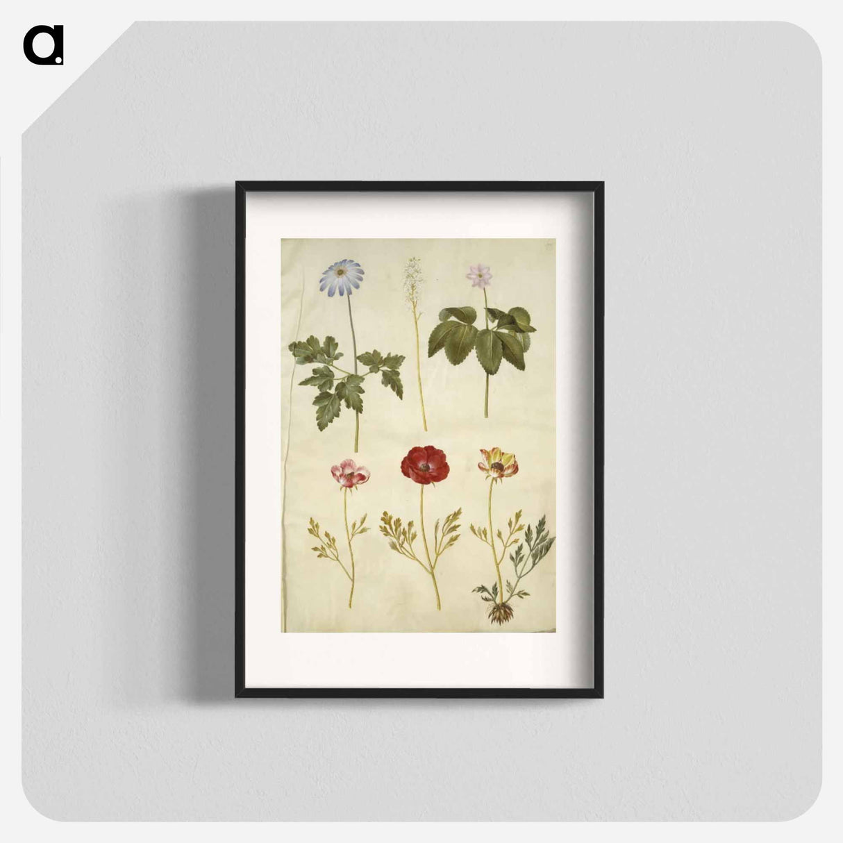 アートポスター-Botanical Studies
- マリア ジビーラ メーリアン Poster.