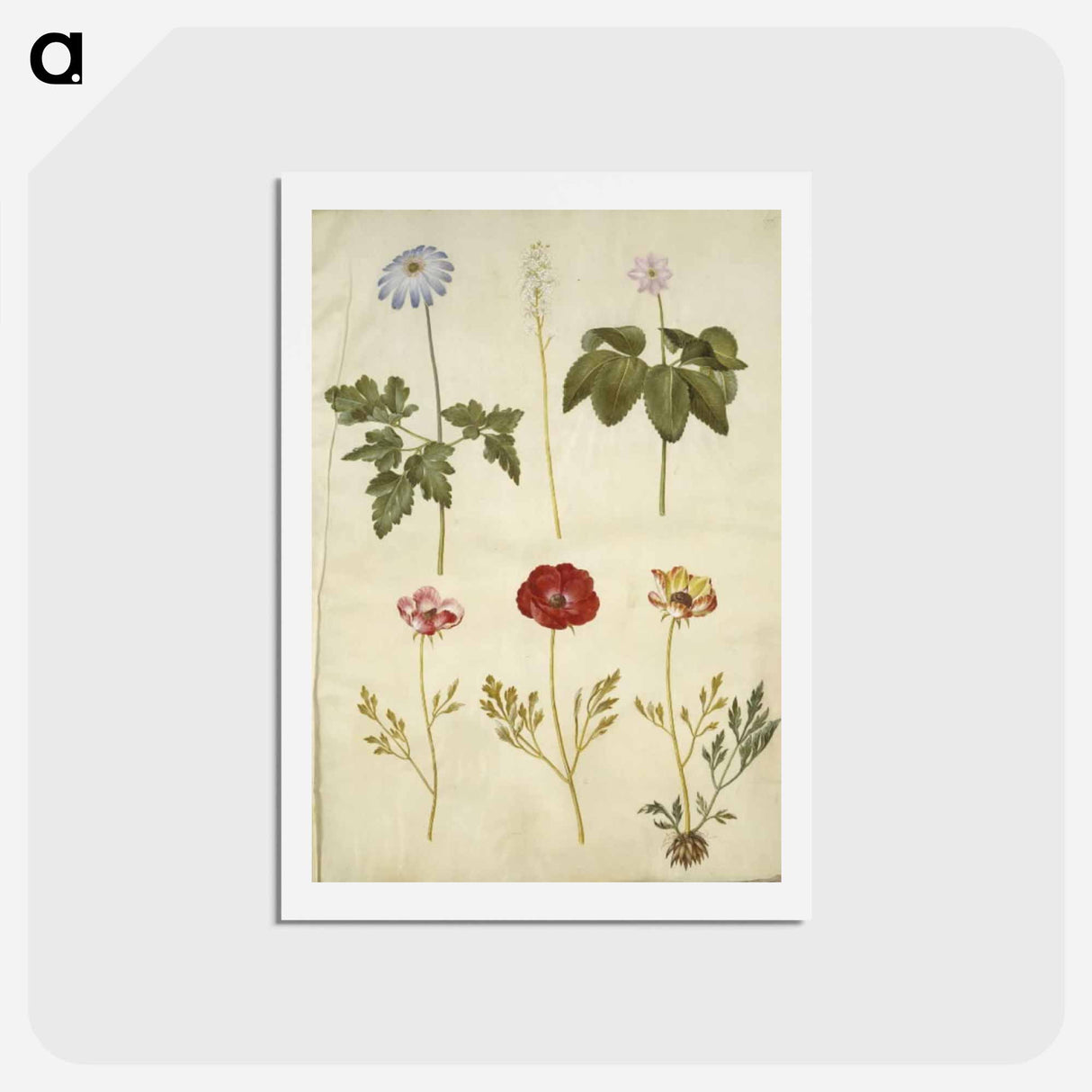 アートポストカード-Botanical Studies
- マリア ジビーラ メーリアン Postcard.
