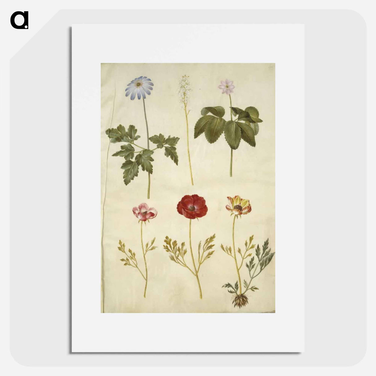 アートポスター-Botanical Studies
- マリア ジビーラ メーリアン Poster.