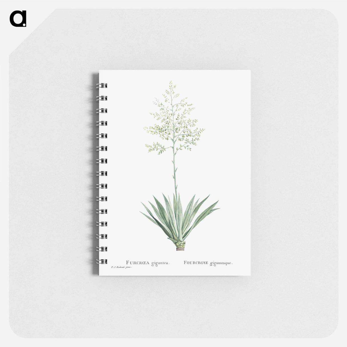 Furcraea Gigantea (Mauritius Hemp) - ピエール ジョゼフ ルドゥーテ Memo.