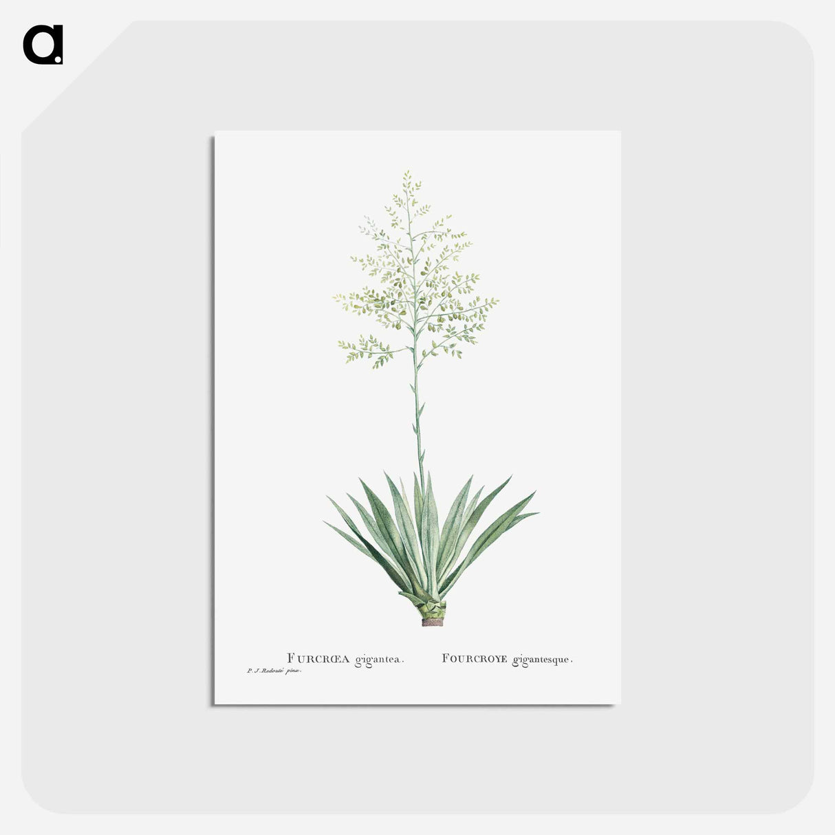 アートポストカード-Furcraea Gigantea (Mauritius Hemp) - ピエール ジョゼフ ルドゥーテ Postcard.