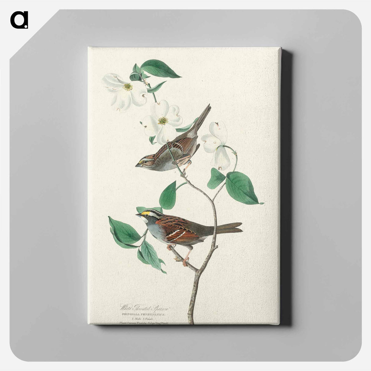 アートパネル-White throated Sparrow from Birds of America
- アメリカの鳥たち Canvas.
