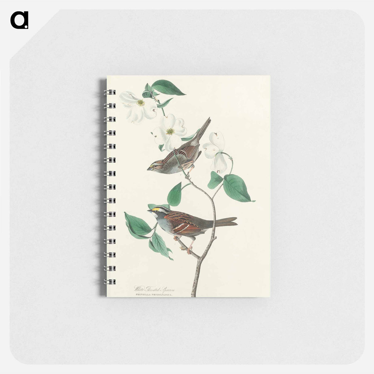 アートメモ帳-White throated Sparrow from Birds of America
- アメリカの鳥たち Memo.