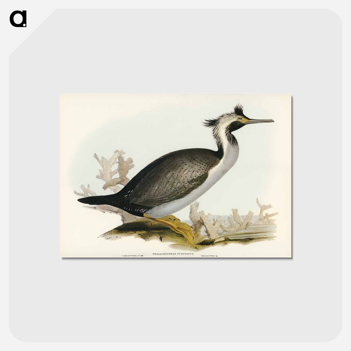 アートポストカード-Spotted Cormorant
- オーストラリアの鳥 Postcard.