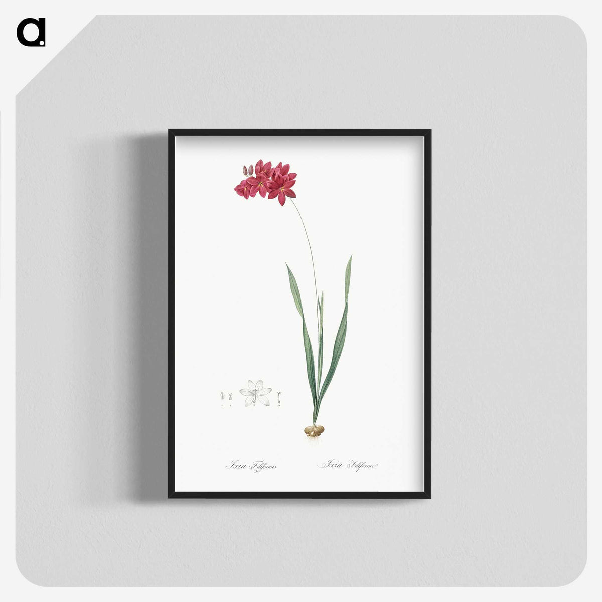 2-84_The-Lilies_blk-crop