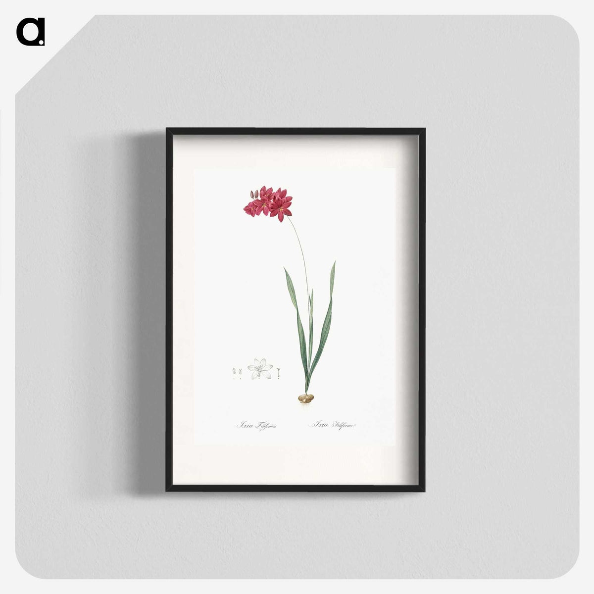 2-84_The-Lilies_blk
