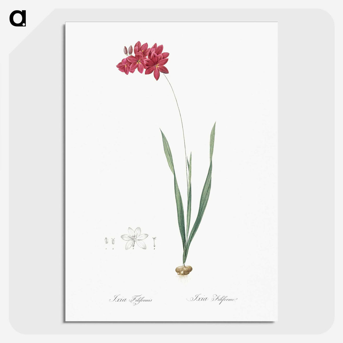 2-84_The-Lilies_picture-crop