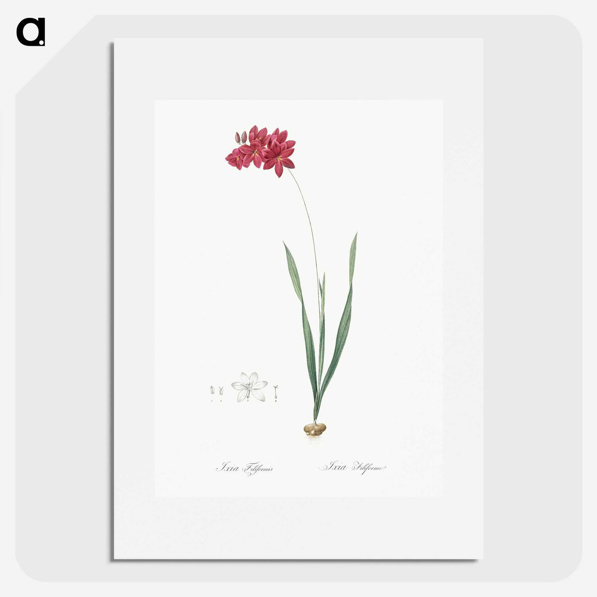 2-84_The-Lilies_picture