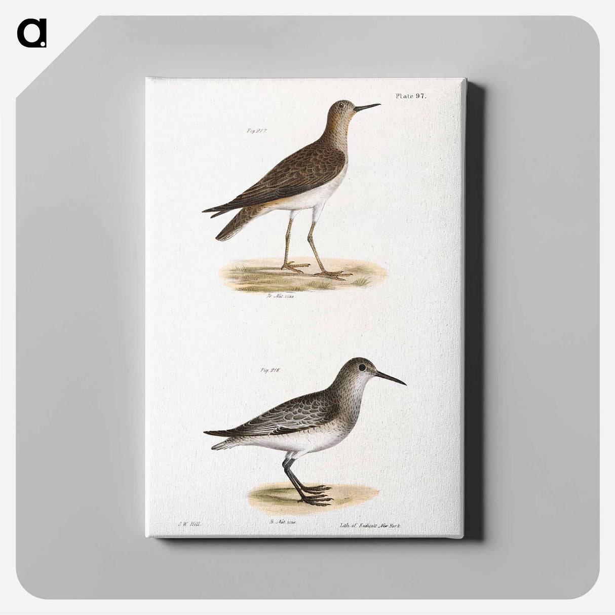 He Ruff (Tringa pugnax) 218. Red-breasted Sandpiper (Tringa canutus) illustration from Zoology of New York by - ニューヨークの動物学 Canvas.