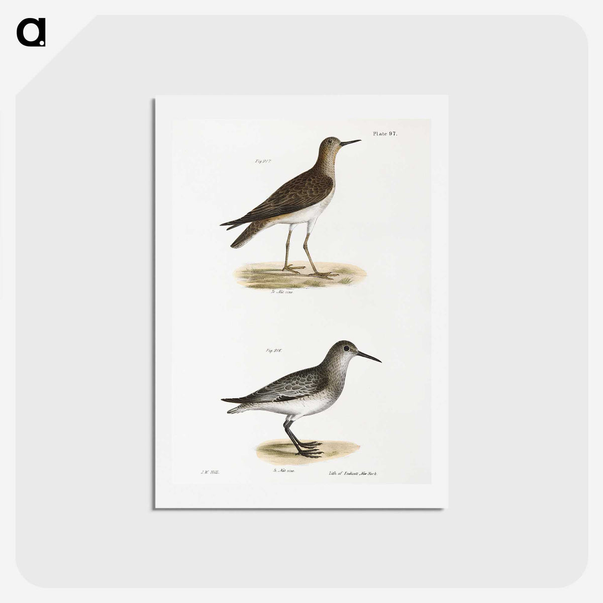 2-84_Zoology-of-New-York_hagaki