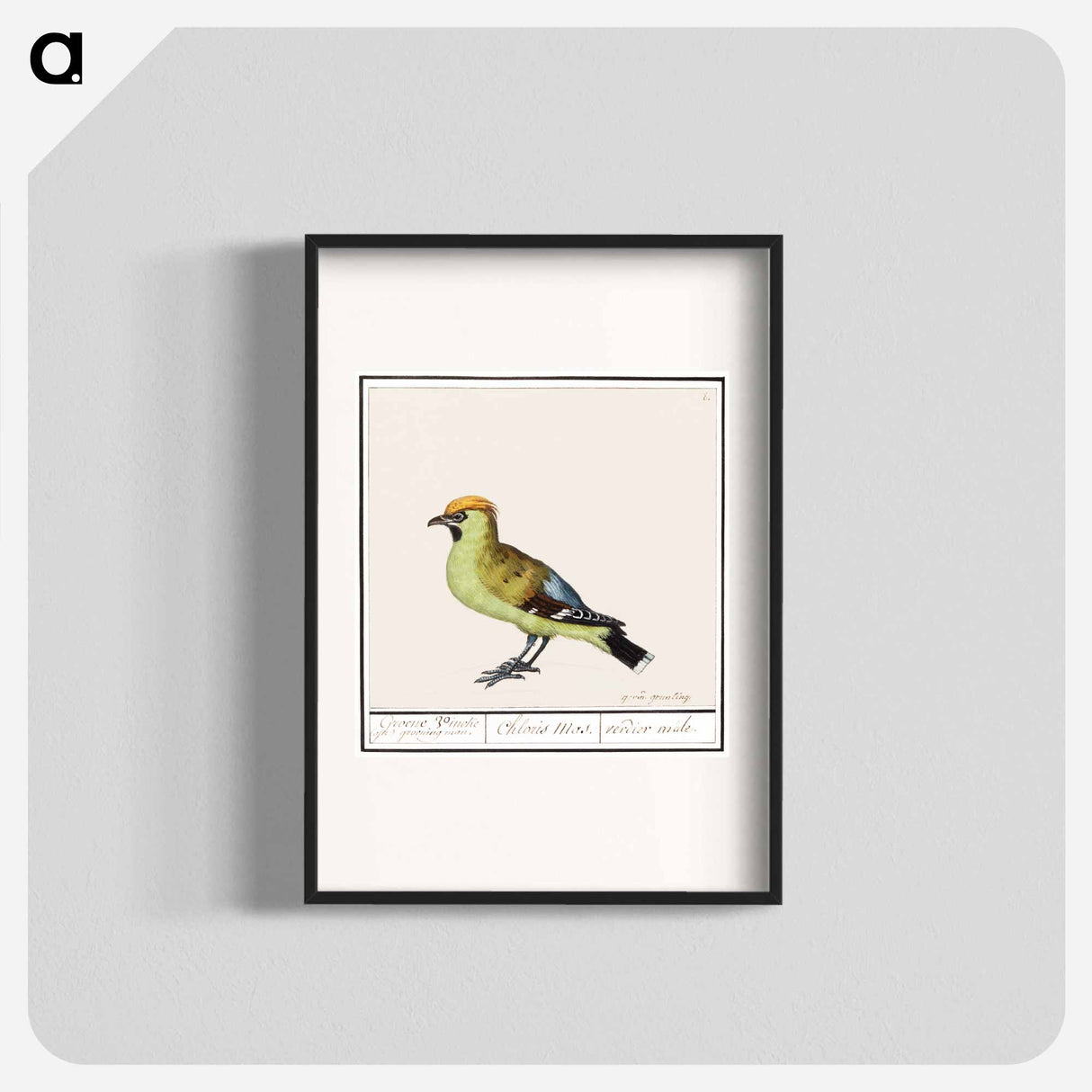 アートポスター-Bohemian Waxwing - アンセルムス ボエティウス デ ブート Poster.