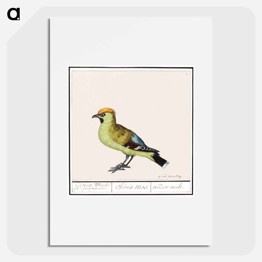 Bohemian Waxwing - アンセルムス ボエティウス デ ブート Poster.