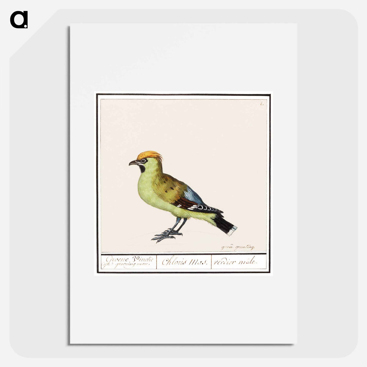 アートポスター-Bohemian Waxwing - アンセルムス ボエティウス デ ブート Poster.