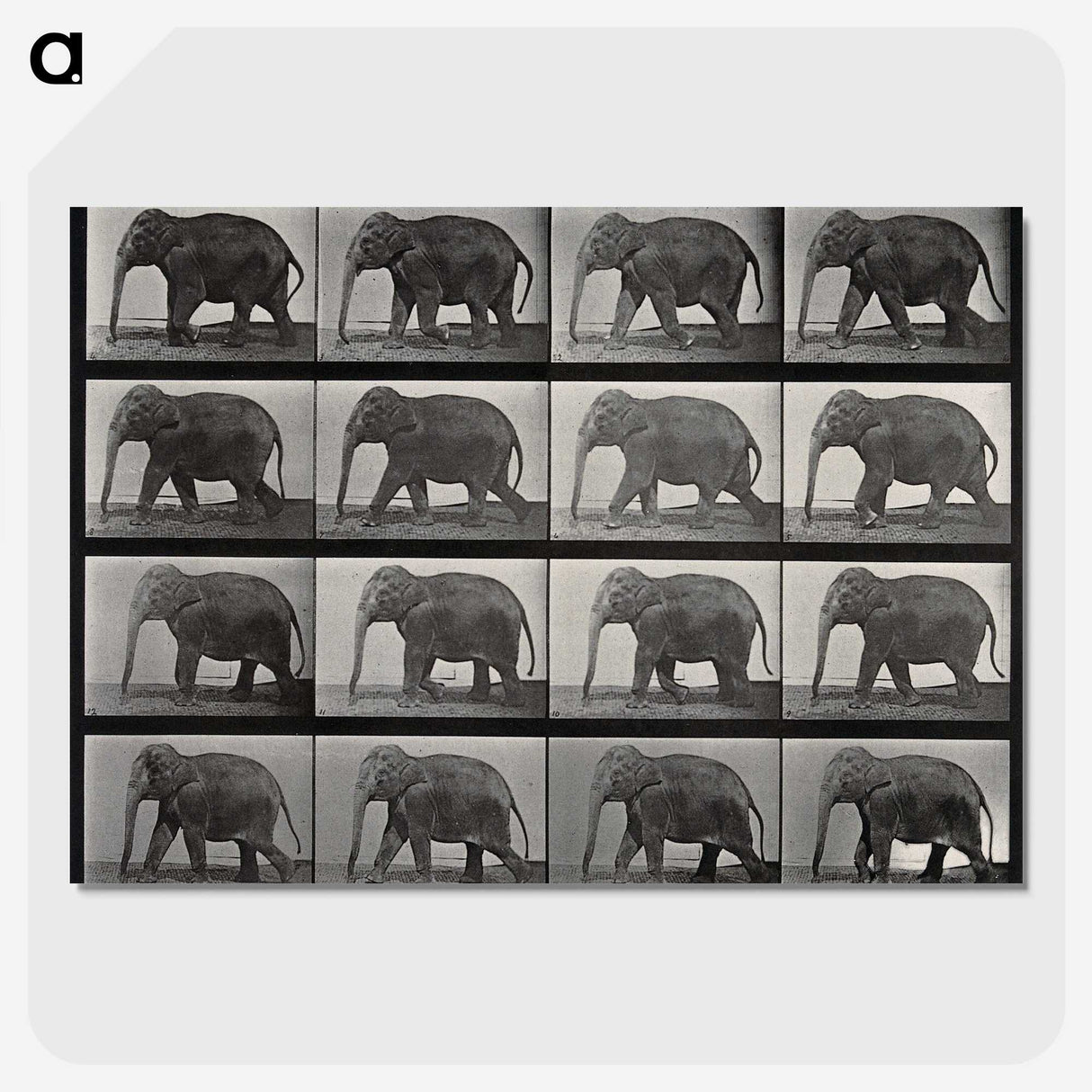 2-85_Eadweard-Muybridge_picture-crop