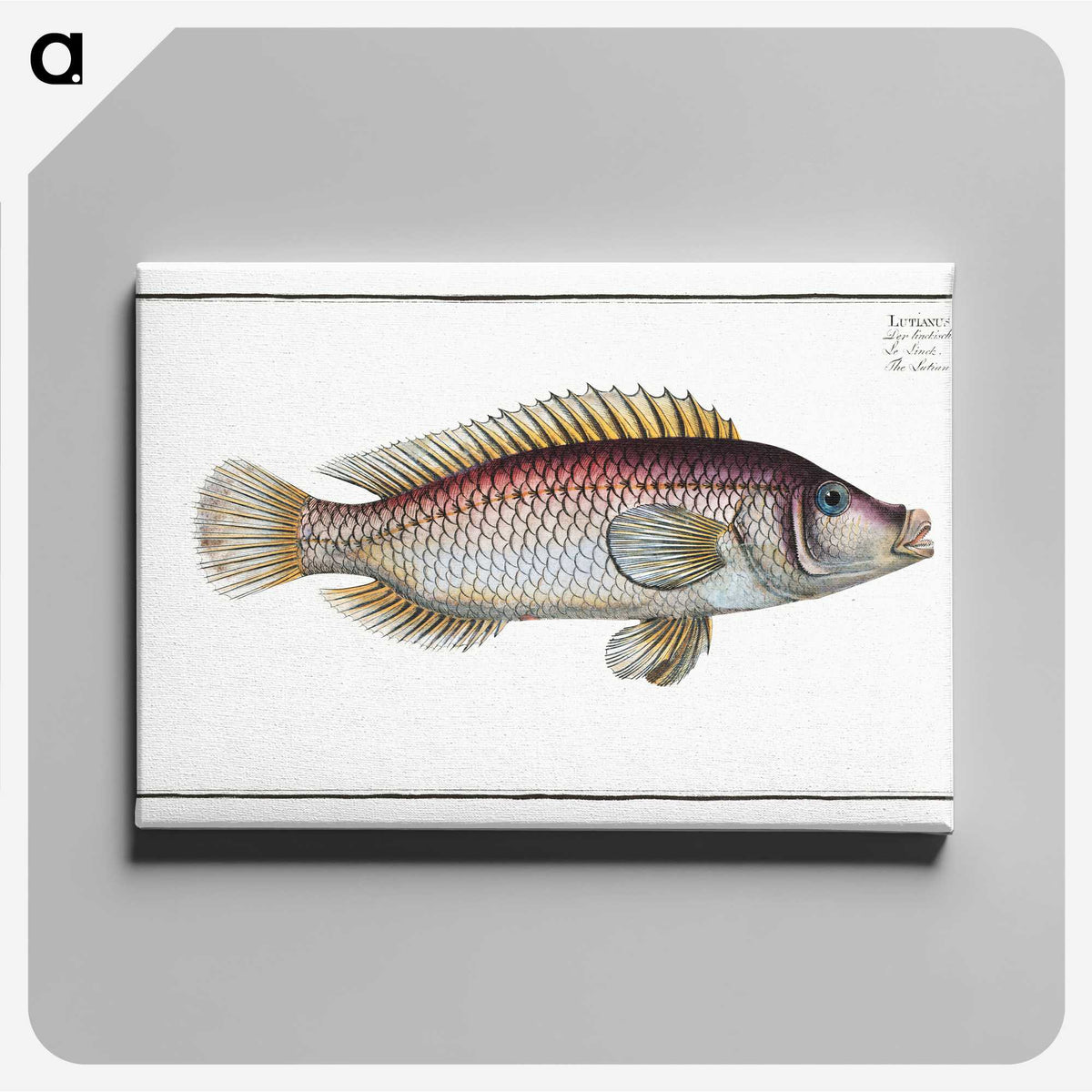 2-85_Ichtyologie-ou-Histoire-naturelle_canvas
