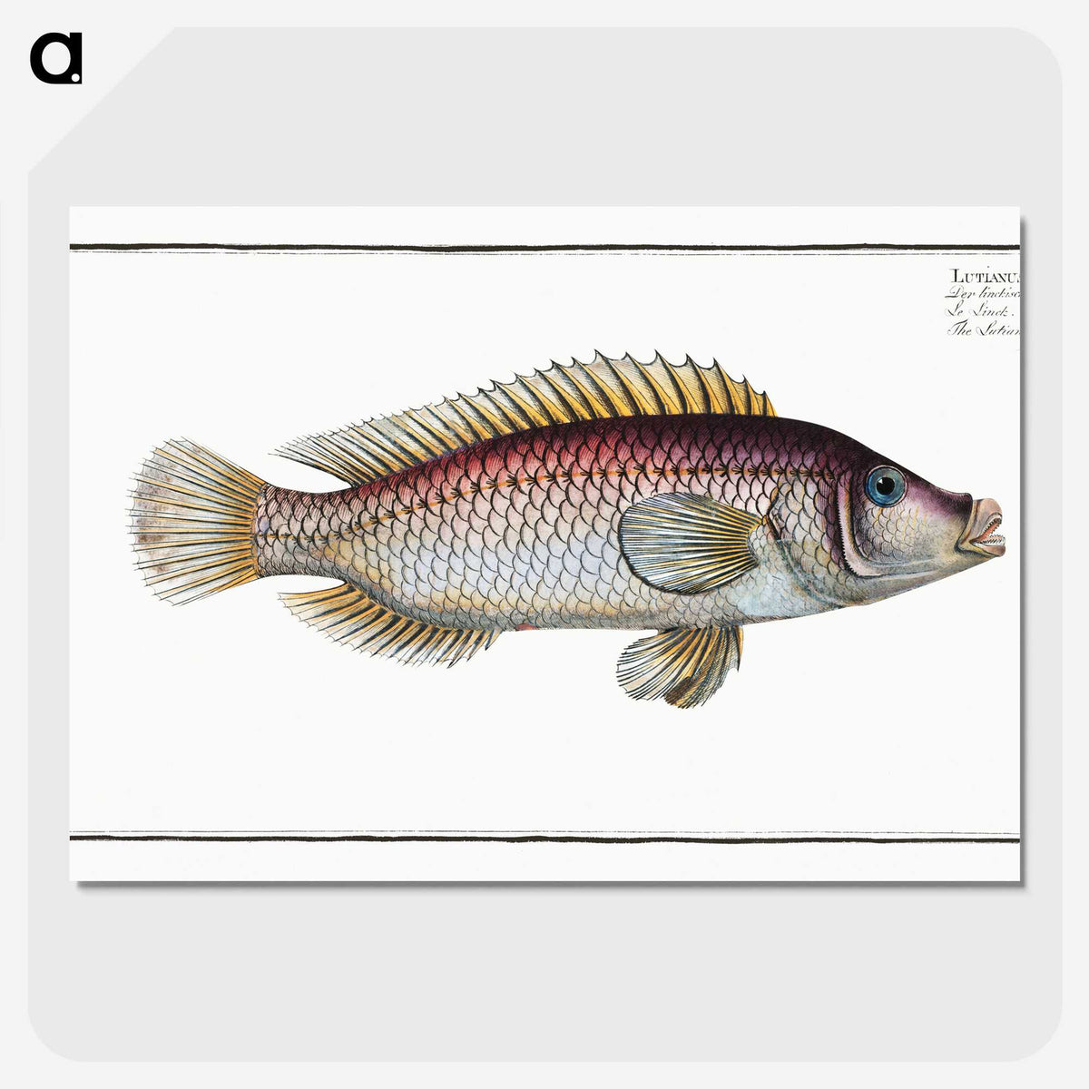 2-85_Ichtyologie-ou-Histoire-naturelle_picture-crop