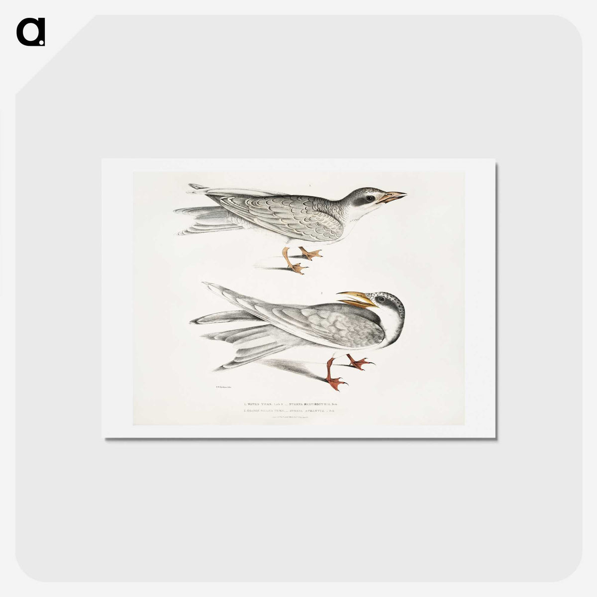 2-85_Indian-Zoology_hagaki