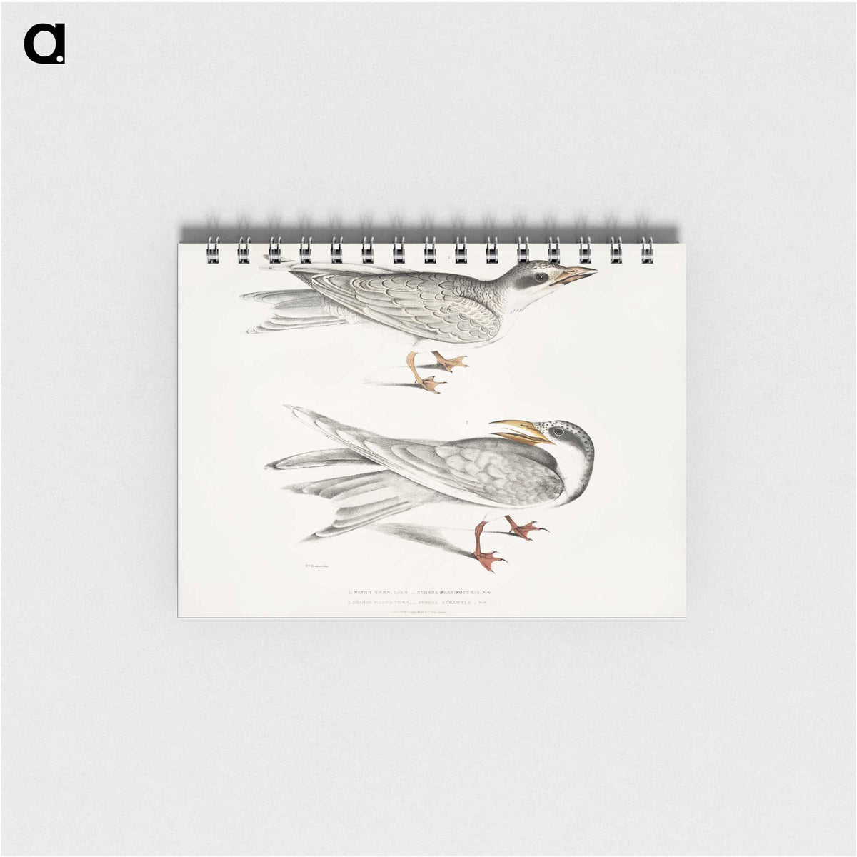 2-85_Indian-Zoology_memo