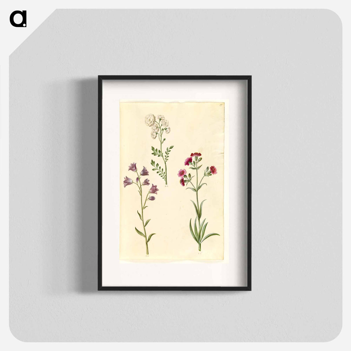 アートポスター-Cardamine pratensis, Campanula rotundifolia, and Silene vulgaris
- マリア ジビーラ メーリアン Poster.