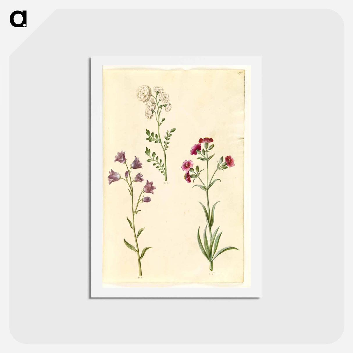 アートポストカード-Cardamine pratensis, Campanula rotundifolia, and Silene vulgaris
- マリア ジビーラ メーリアン Postcard.