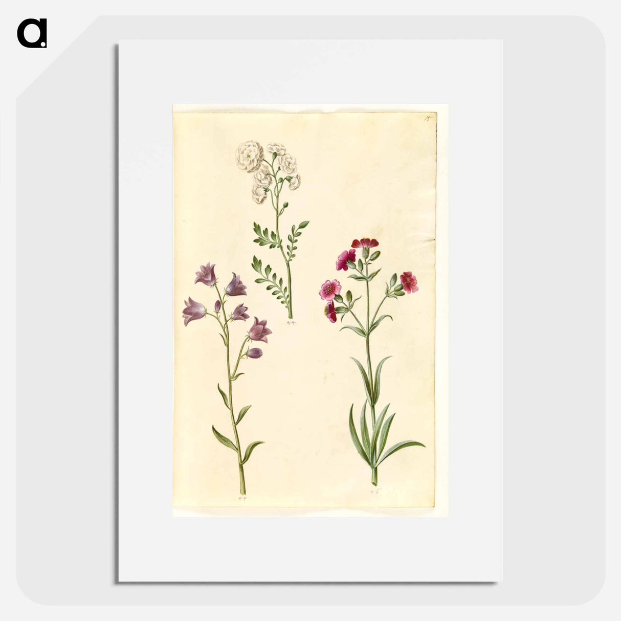 アートポスター-Cardamine pratensis, Campanula rotundifolia, and Silene vulgaris
- マリア ジビーラ メーリアン Poster.