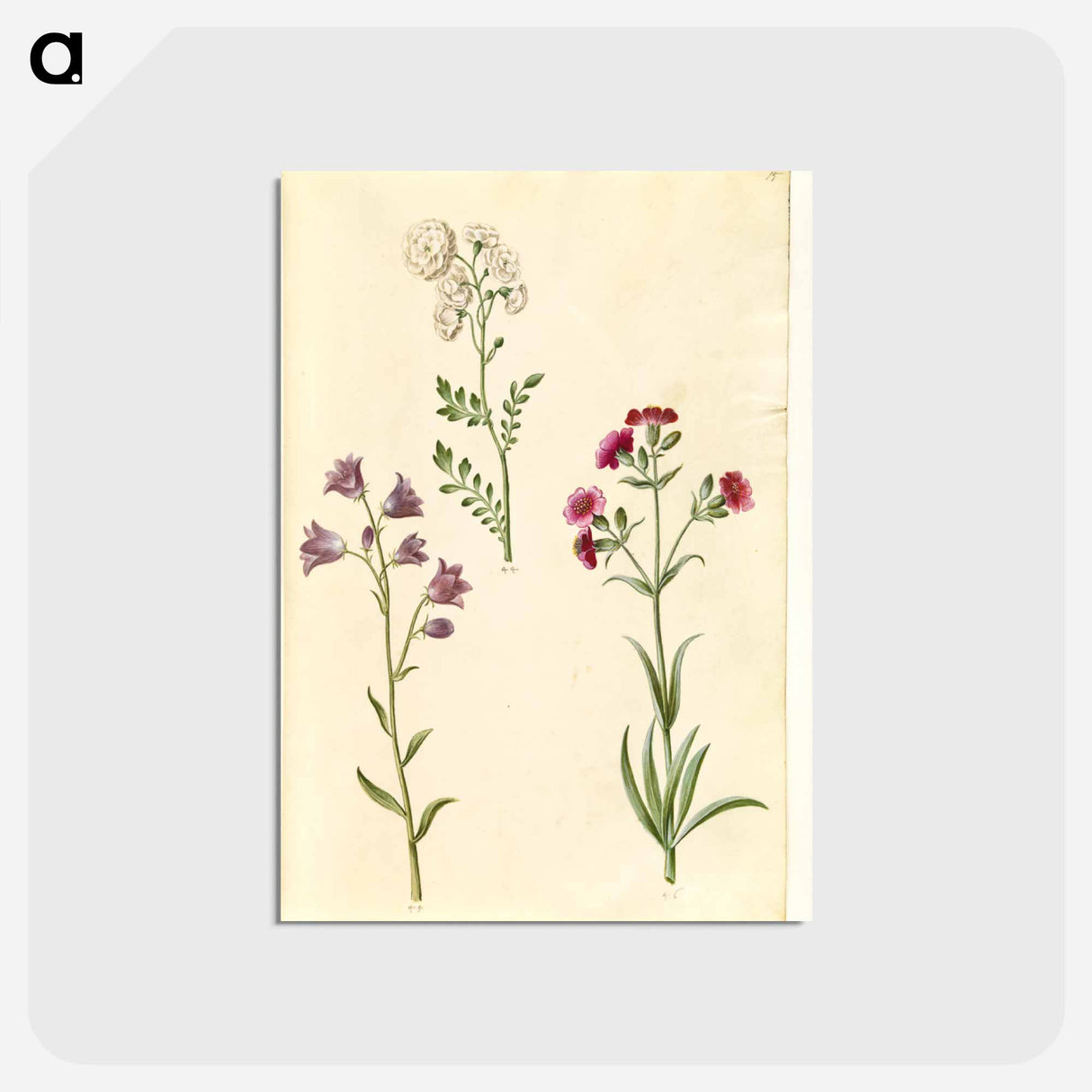 アートポストカード-Cardamine pratensis, Campanula rotundifolia, and Silene vulgaris
- マリア ジビーラ メーリアン Postcard.