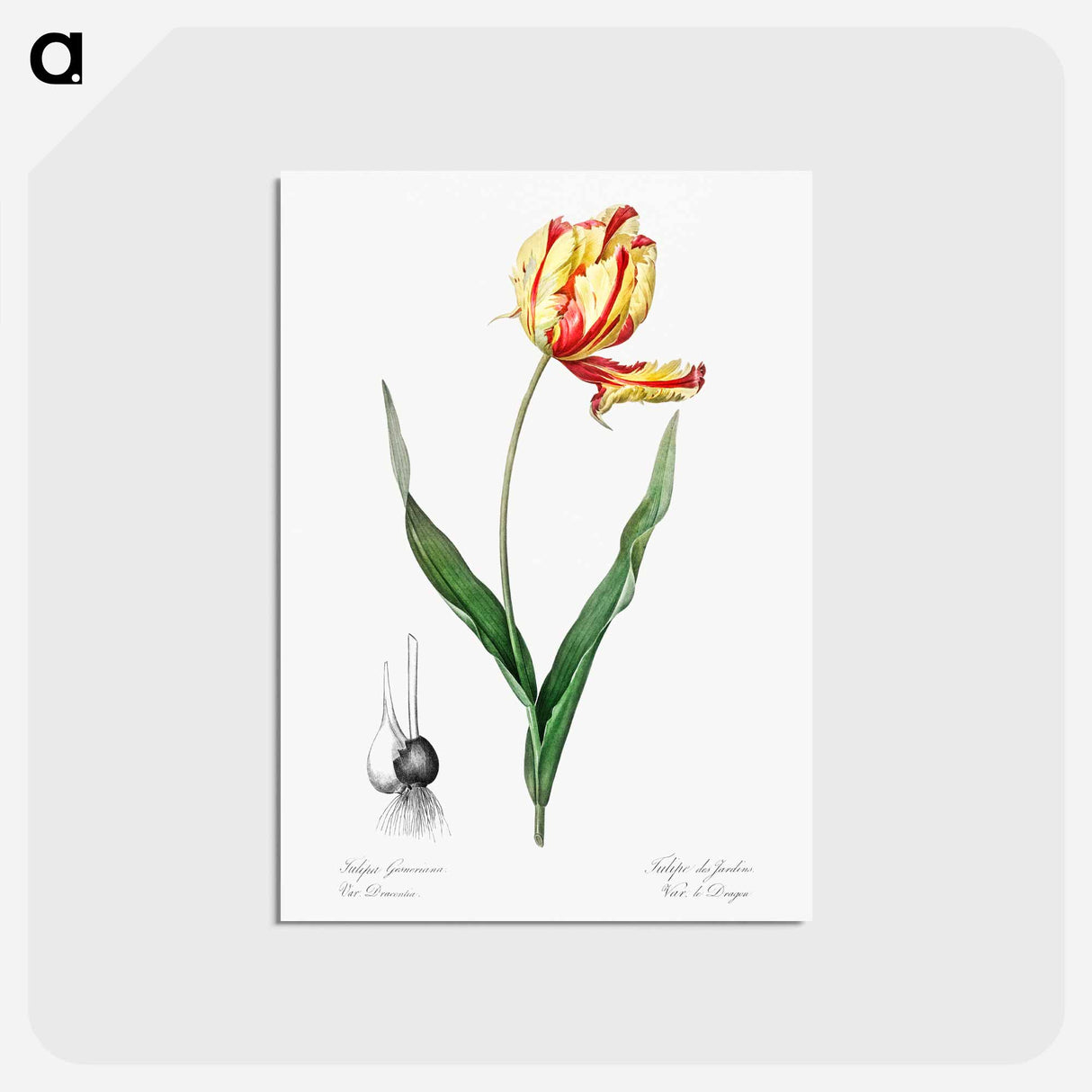 アートポストカード-Didier's tulip illustration from Les liliacées - ピエール ジョゼフ ルドゥーテ Postcard.