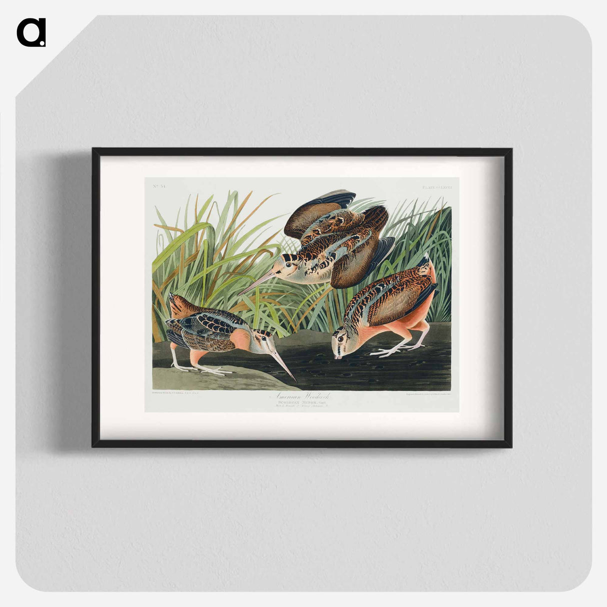 アートポスター-American Woodcock from Birds of America
- アメリカの鳥たち Poster.