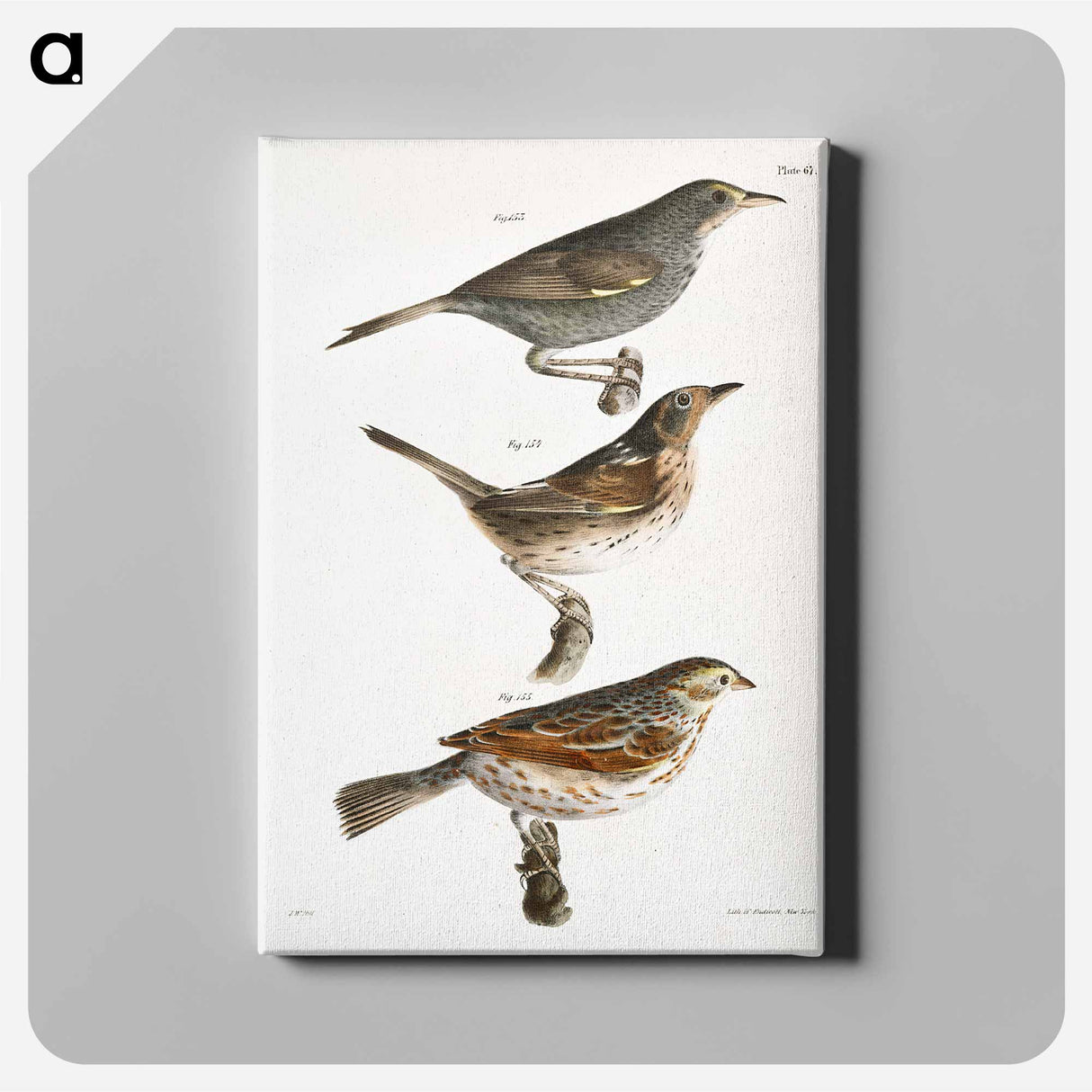 Seaside Finch (Ammodramus maritimus) 154. Quail-head (Ammodramus caudacutus) 155. Savannah Bunting (Emberiza savana) illustration from Zoology of New York by - Zoology of New York Canvas.